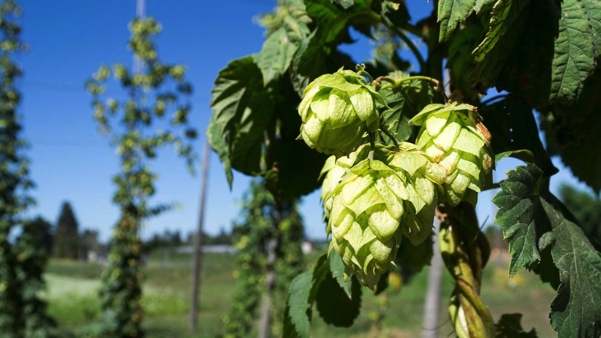 Tasty hops